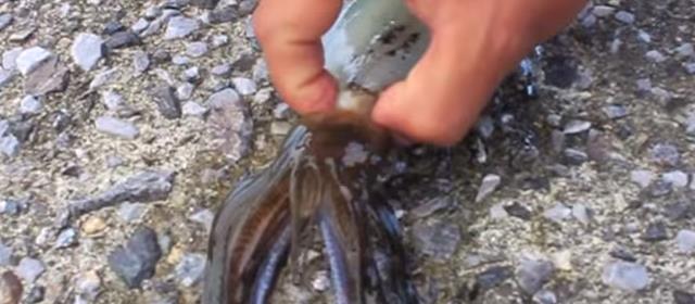 イカの締め方 初心者にも超分かりやすい活け締めの解説動画 Prummy Angler