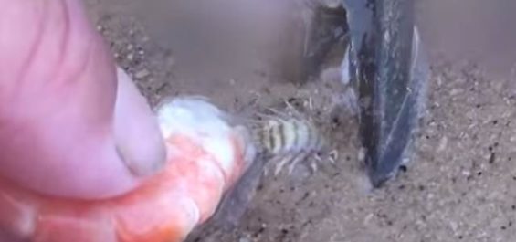 砂浜に生息するゴカイの獲り方 | Prummy ANGLER