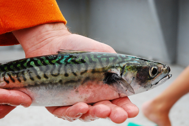 ヒスタミン食中毒の原因と対策 夏場の青魚に要注意 Prummy Angler