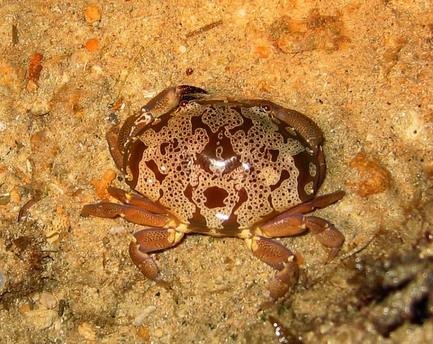 deadly-poison-crab-atergatis-floridus-2