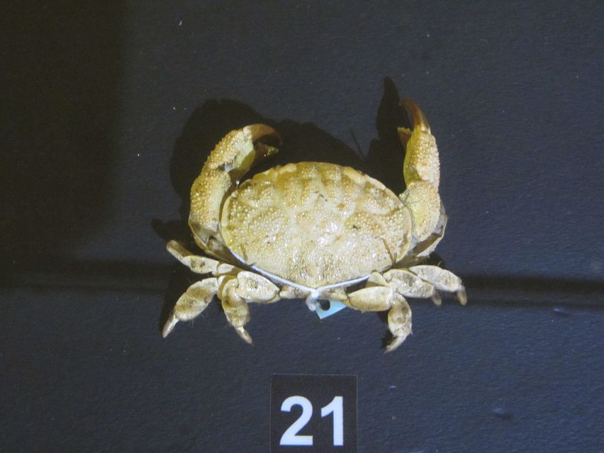 deadly-poison-crab-platypodia-granulosas-3