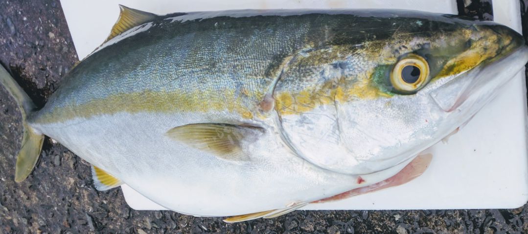 青魚の血合肉が臭い理由と解決策 Prummy Angler
